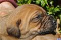 Fila Brasileiro